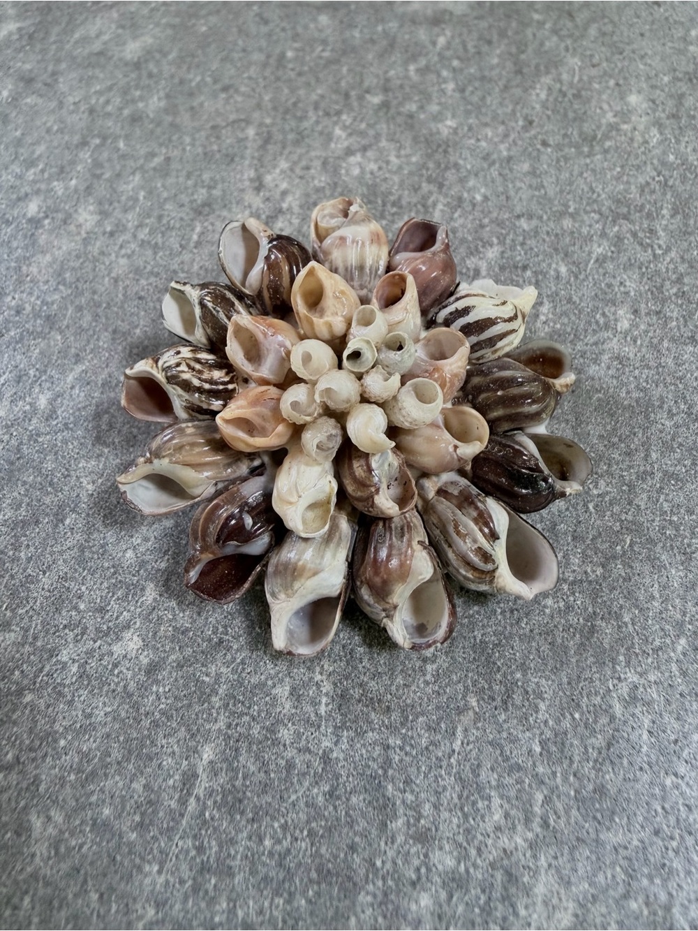 Vintage Brooch Sea Shell Cluster Pin - Neutral Tones - Picture 4 of 7